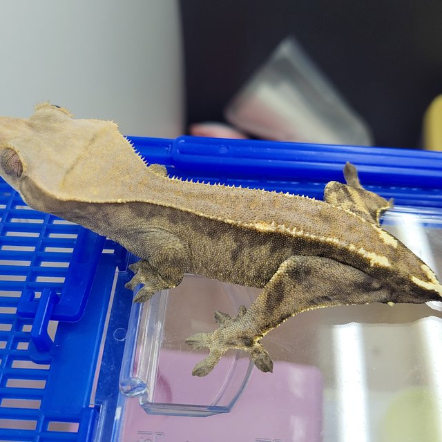 카푸치노 다크 블랙