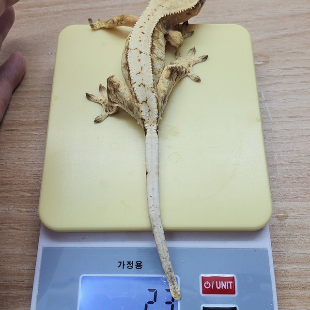 노멀 익스트림할리퀸 드리피 트라이 할리퀸