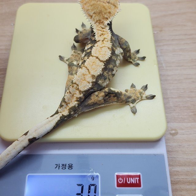 노멀 트라이 드리피 익스트림할리퀸 할리퀸 텐저린