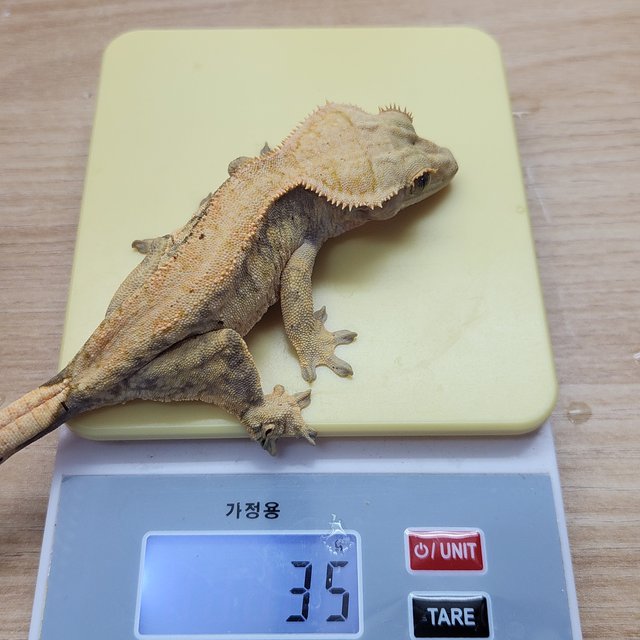 노멀 익스트림할리퀸