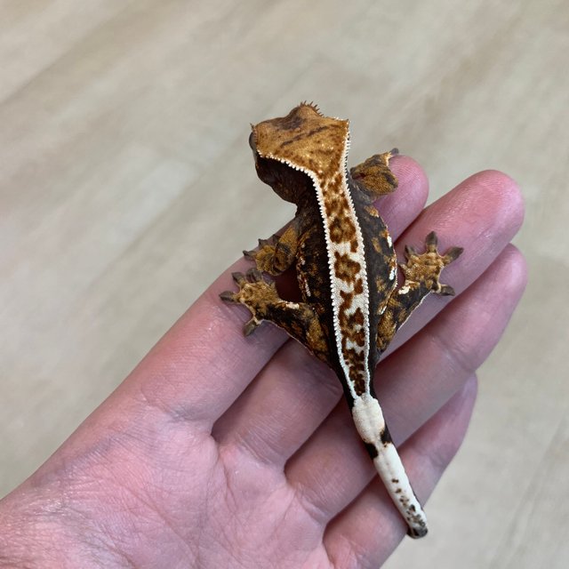 100%헷아잔틱 풀핀 화이트핀