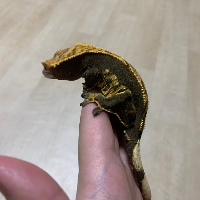 다크 익스트림할리퀸