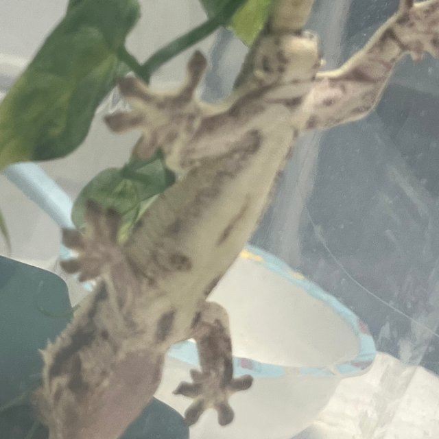 릴리화이트 솔리드백