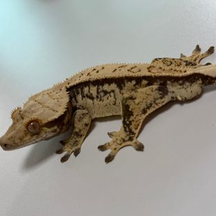 노멀 쿼드 풀핀
