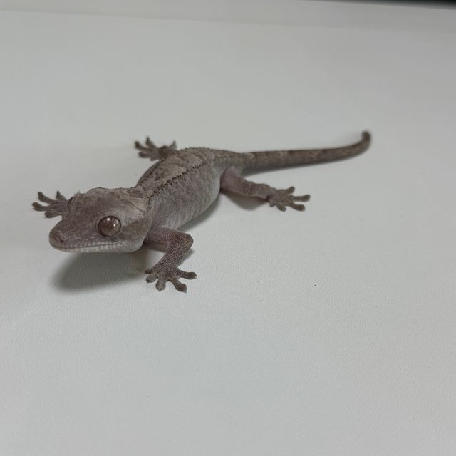 루왁