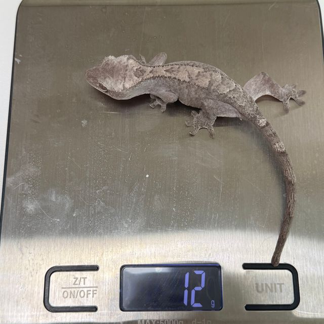 루왁