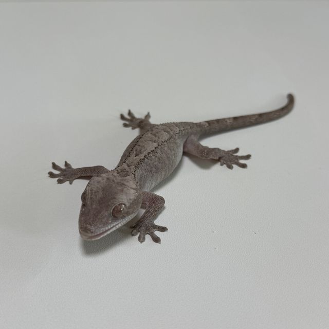 루왁