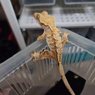 노멀 트라이 익스트림할리퀸 핀스트라이프 화이트핀 텐저린