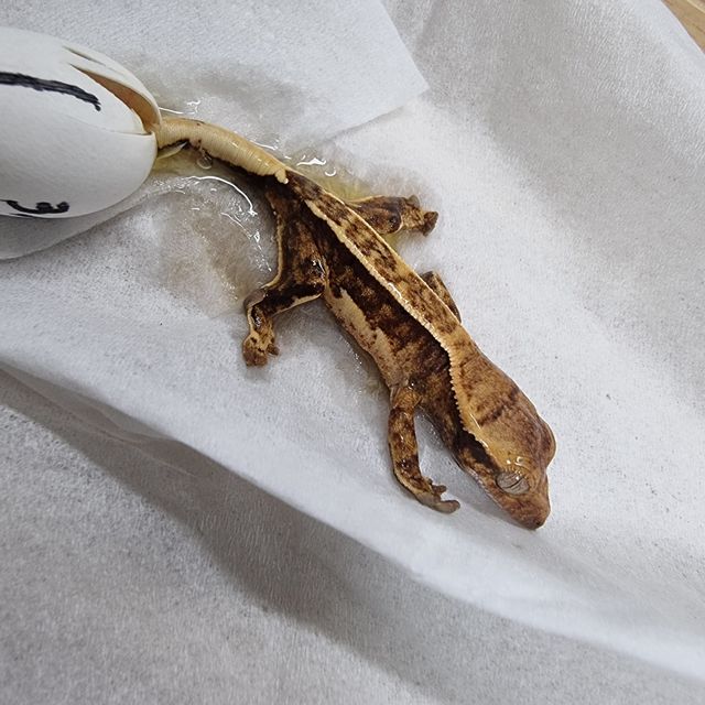 노멀 트라이 익스트림할리퀸 핀스트라이프 화이트핀 텐저린