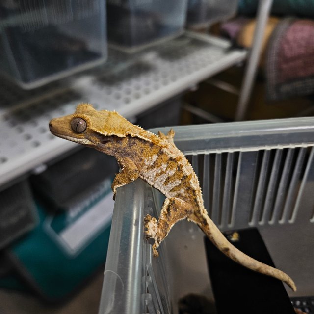 노멀 트라이 익스트림할리퀸 핀스트라이프 화이트핀 텐저린