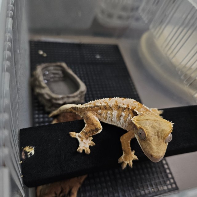 노멀 트라이 익스트림할리퀸 핀스트라이프 화이트핀 텐저린