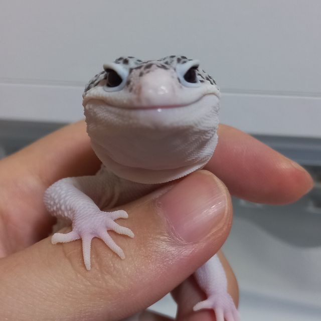 갤럭시