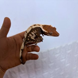 로랑