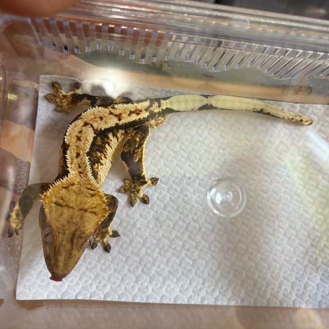 트라이 익스트림할리퀸