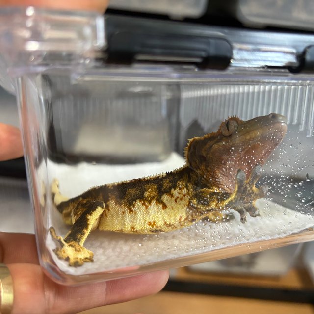 트라이 익스트림할리퀸