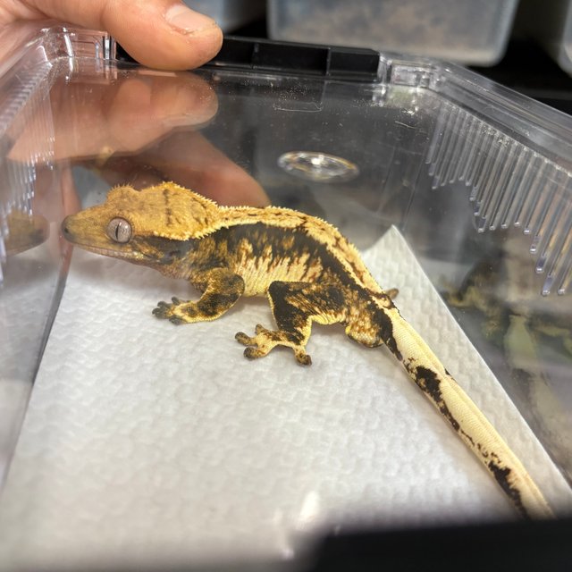 트라이 익스트림할리퀸