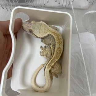 트라이 익스트림할리퀸