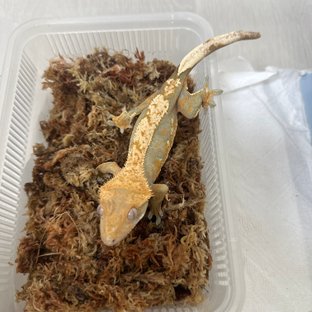 트라이
