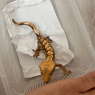 익스트림할리퀸