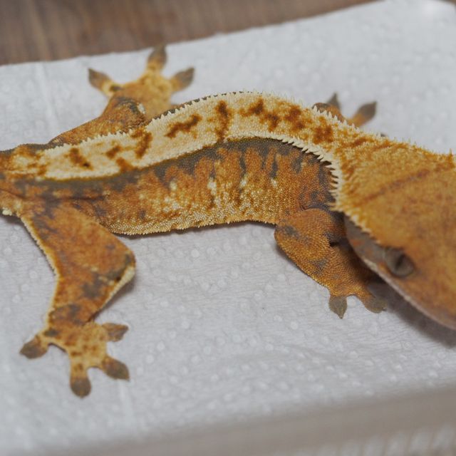 트라이 텐저린