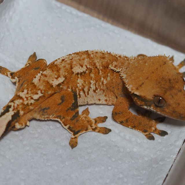 트라이