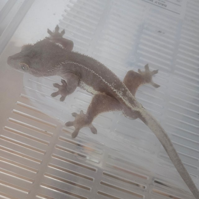 100%헷아잔틱 릴리화이트