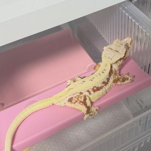 릴리화이트 레드