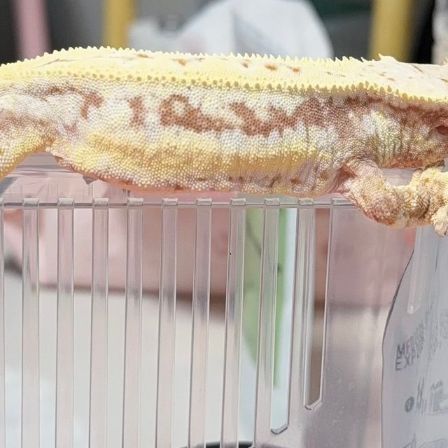 릴리화이트 레드