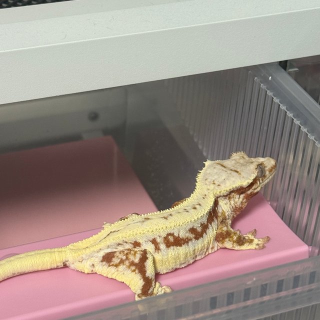 릴리화이트 레드