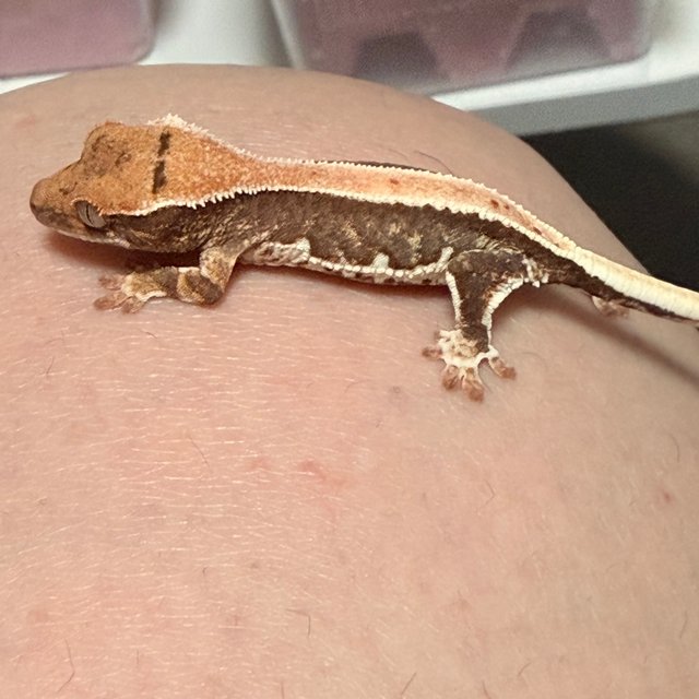 릴리100%헷아잔틱