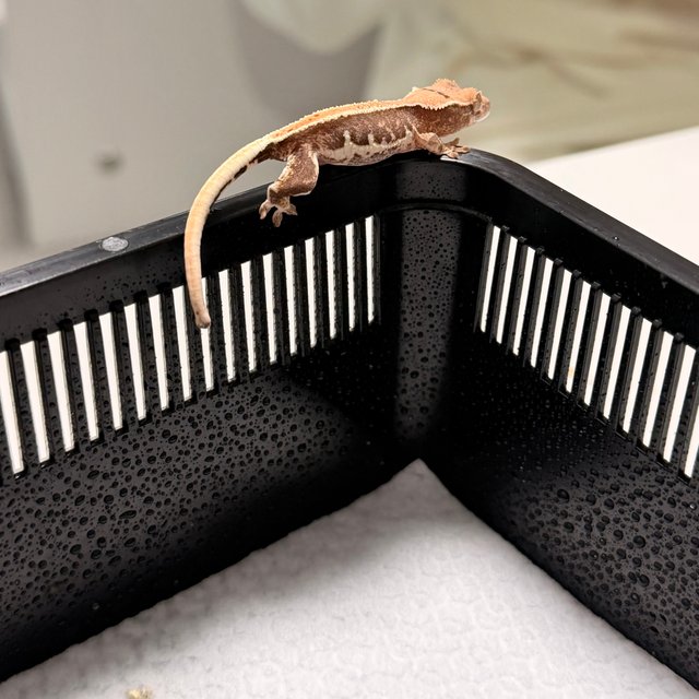 릴리100%헷아잔틱