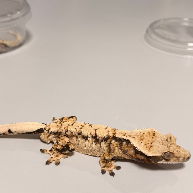 노멀 트라이 화이트스팟 익스트림할리퀸 드리피