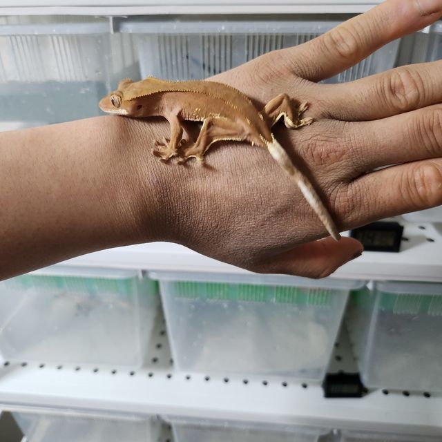 바이 레드