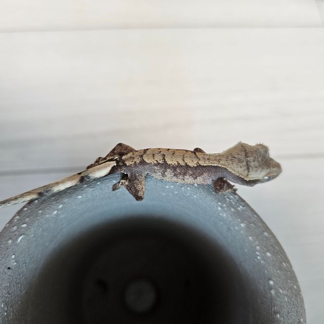 익스트림할리퀸
