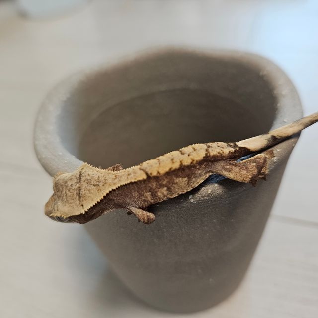 익스트림할리퀸