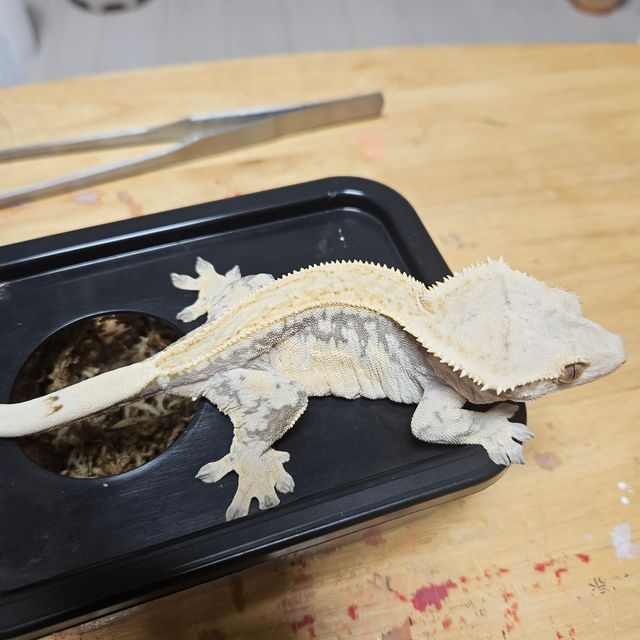 노멀 풀핀 핀스트라이프