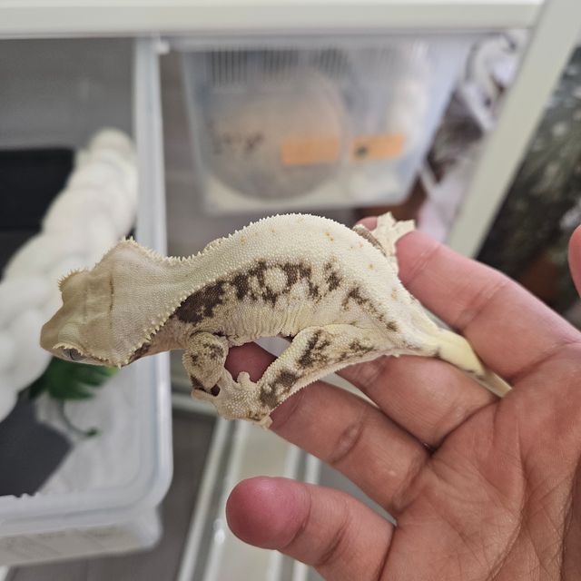 릴리화이트