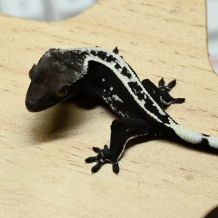 아잔틱 쿼드 핀스트라이프