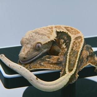 루트