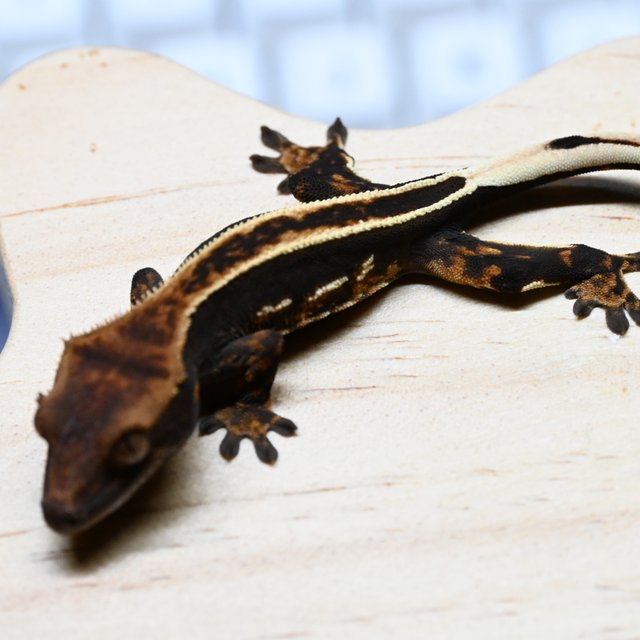 노멀 엠티백 풀핀 화이트핀