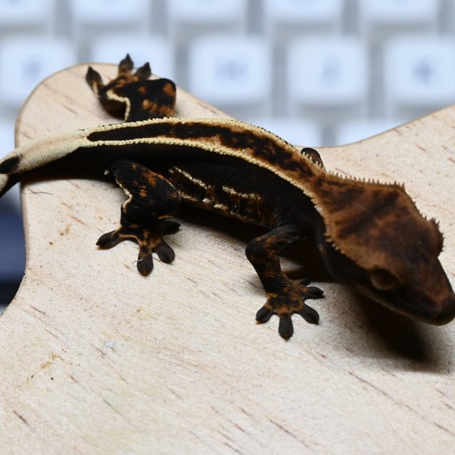 노멀 엠티백 풀핀 화이트핀