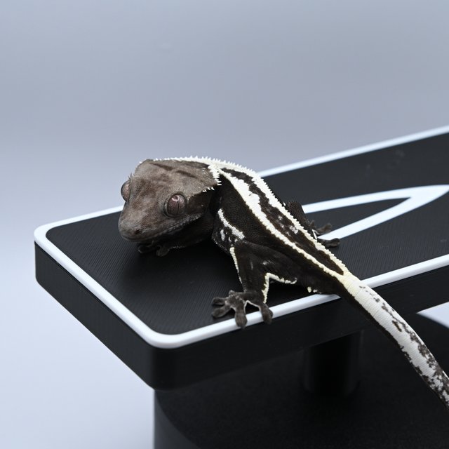 아잔틱 슈퍼스트라이프 풀핀