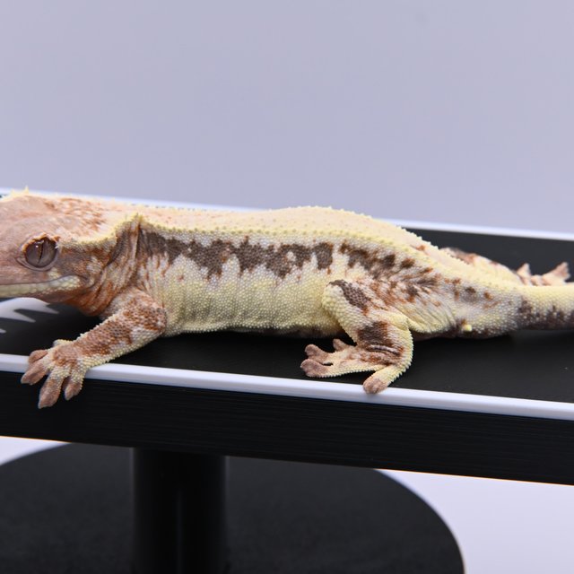 릴리 세이블 100%헷아잔틱 솔리드백 세이블 릴리화이트 릴리100%헷아잔틱