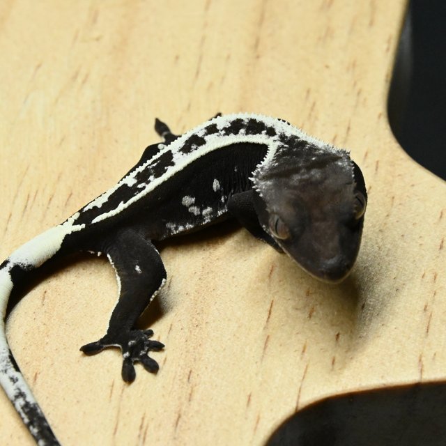 아잔틱 쿼드 핀스트라이프