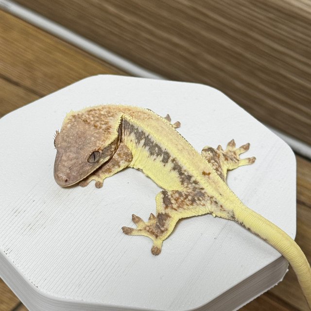 릴리 세이블 100%헷아잔틱 솔리드백