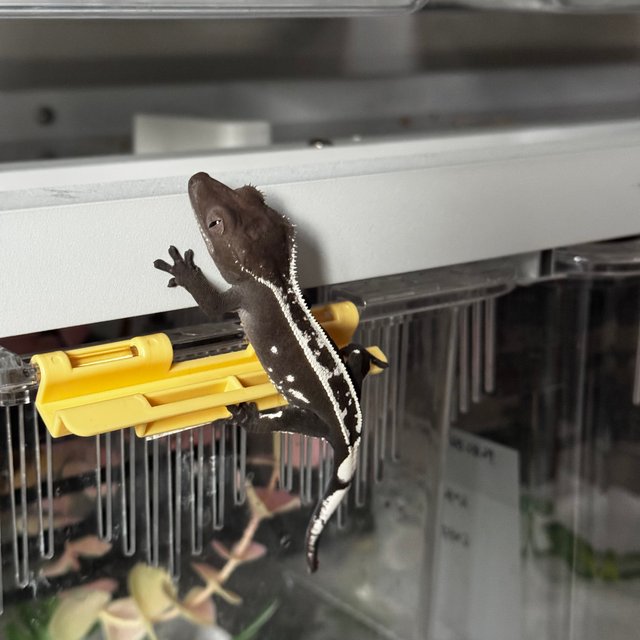 아잔틱 쿼드 핀스트라이프