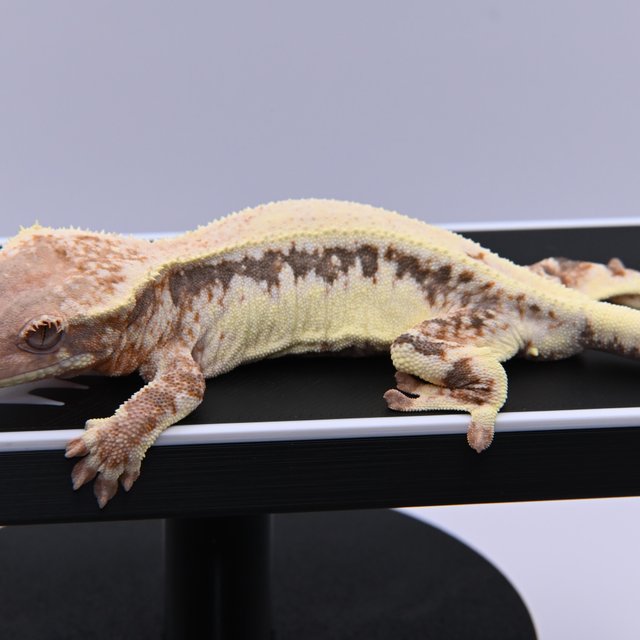 릴리 세이블 100%헷아잔틱 솔리드백 세이블 릴리화이트 릴리100%헷아잔틱