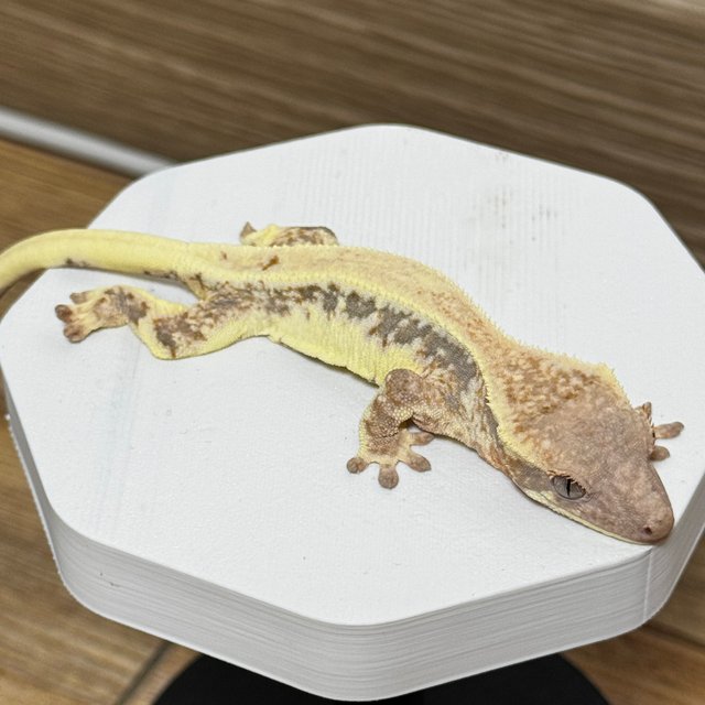 릴리 세이블 100%헷아잔틱 솔리드백