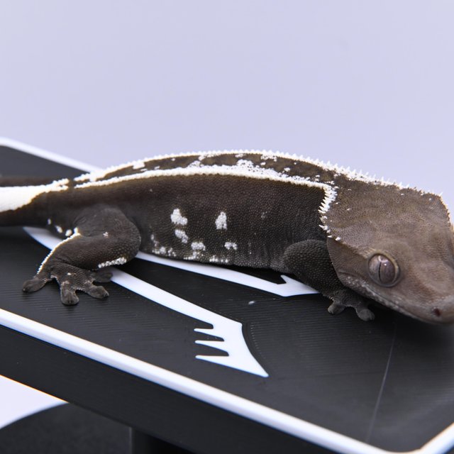 아잔틱 쿼드 핀스트라이프 화이트크라운 화이트포트홀