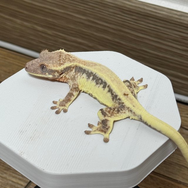 릴리 세이블 100%헷아잔틱 솔리드백